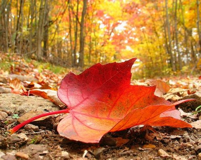 осень,гербарий,листья,своими руками,оформление,прохлада,букет