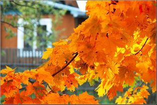 осень,деревья,листва,дача,сад,радость,холод.слякоть