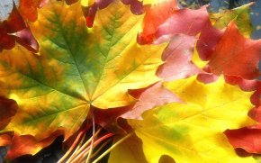 поделки,осень,осеннии поделки,листья.краски,цвета.букет,аквариум
