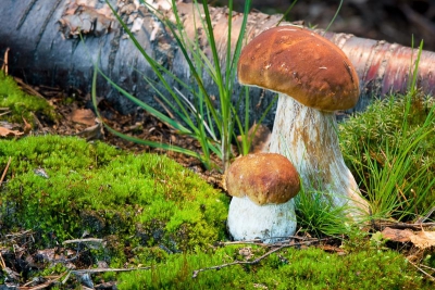 грибы,лесные грибы,дача,дачный участок