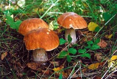 грибы,лес,съедобные грибы,несъедобные грибы,польза,участок